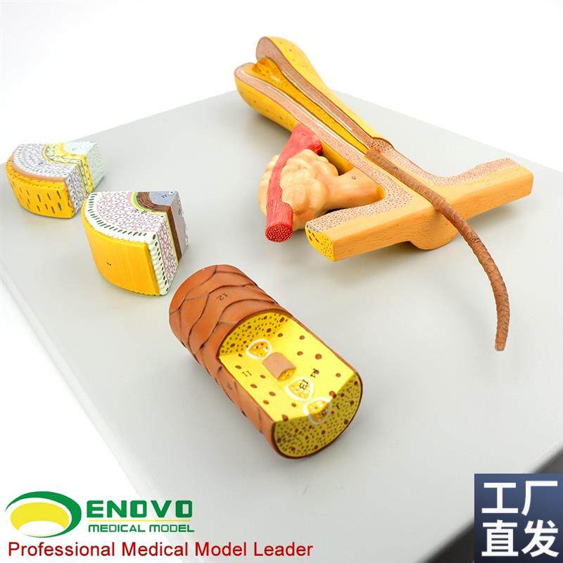 ENOVOe颐诺毛发毛囊头发解剖结构模型化妆美容美发教学培训头发