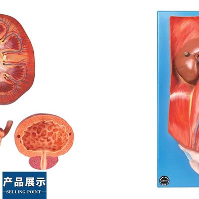 泌尿系统附腹后壁模型AW14004