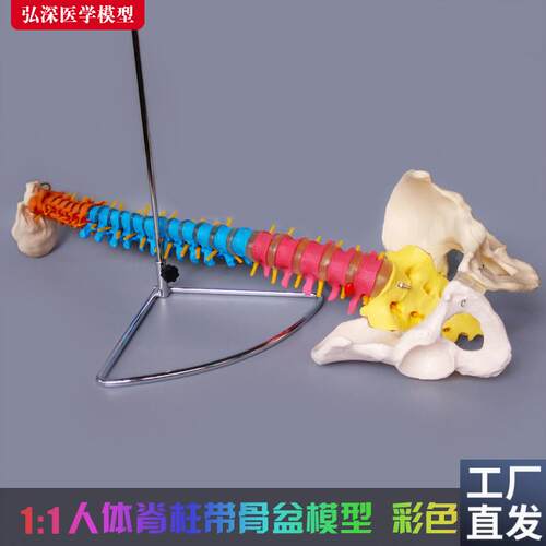 人体脊柱模型彩色正骨脊椎颈胸腰椎骨盆骨K骼尾椎骨科医学教学玩