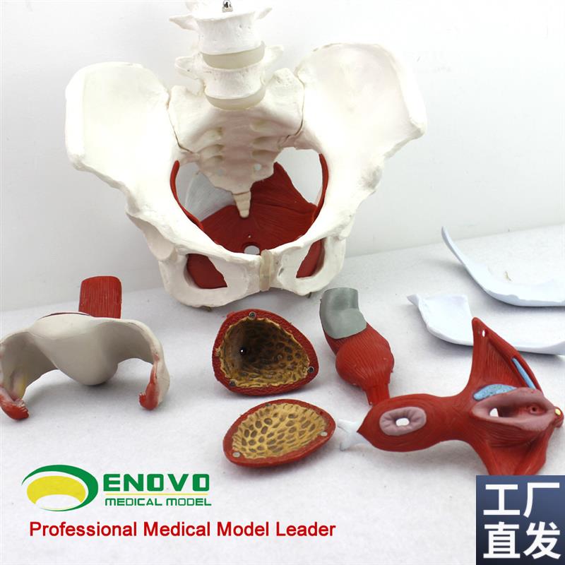 颐诺正品女性骨盆生殖器官模型医用女性盆Q腔结构膀胱阴道模型