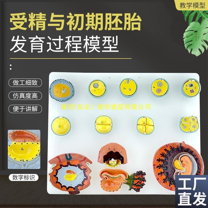 人体受精与初期胚胎发育过程模型组I织胚胎受精卵胎盘卵泡胚胎