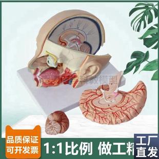 头部解剖模型脑可拆m面部微整形医美鼻咽喉口腔舌头牙科局部颅脑