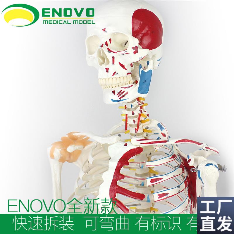 ENOVbO颐诺170CM人体骨骼肌肉模型脊柱弯曲医学用瑜伽健身骨架标