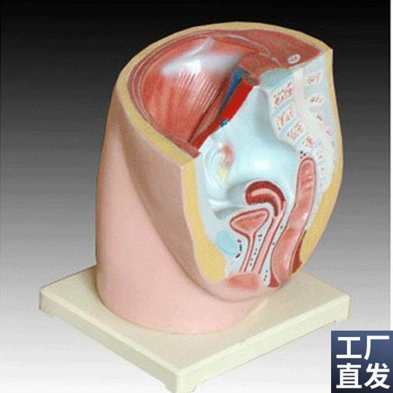 女性盆腔正中矢状解剖s(2件)人体医学用教学标本模型