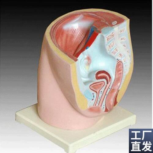 女性盆腔正中矢状解剖s(2件)人体医学用教学标本模型