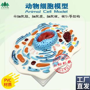 动物细胞模d型示核膜核仁及染色体细胞亚显微结构模型生物教学