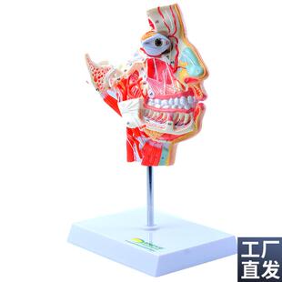 ENOVO颐诺人体头面部血管神经解剖模型头部结R构上下颌骨三叉神经