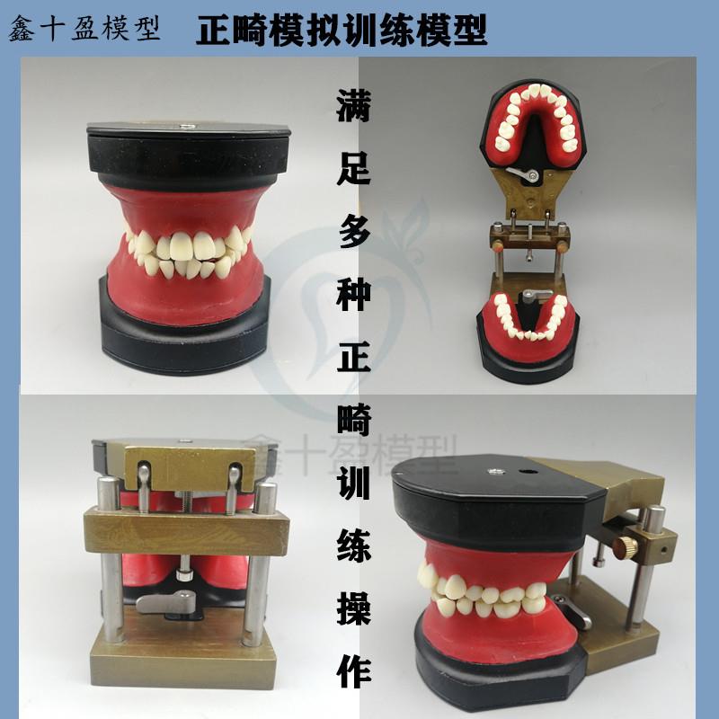 牙科正畸训练模型牙齿矫正练习弓丝B弯制Typodont可变蜡堤包邮