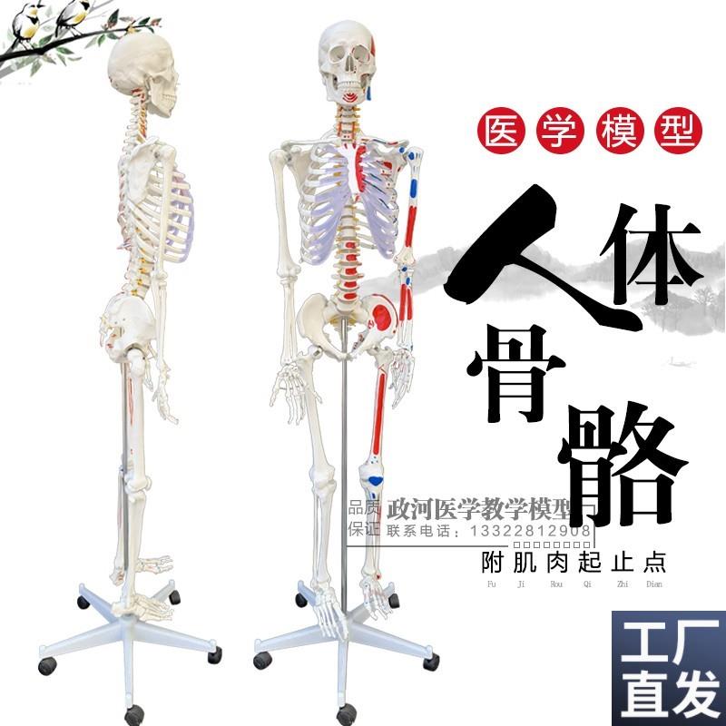 170cm人体骨骼模型骨架人体模型成人小J骷髅教学模型脊椎全身关节