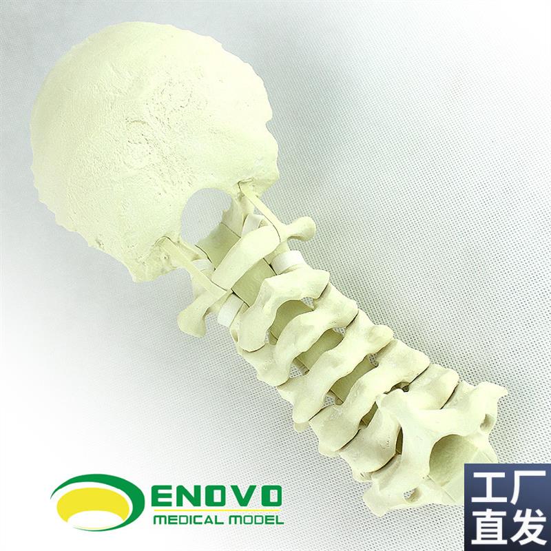ENOVO颐诺人体颈椎后路系统手术PCEF操作仿真骨Sawbone骨科模型