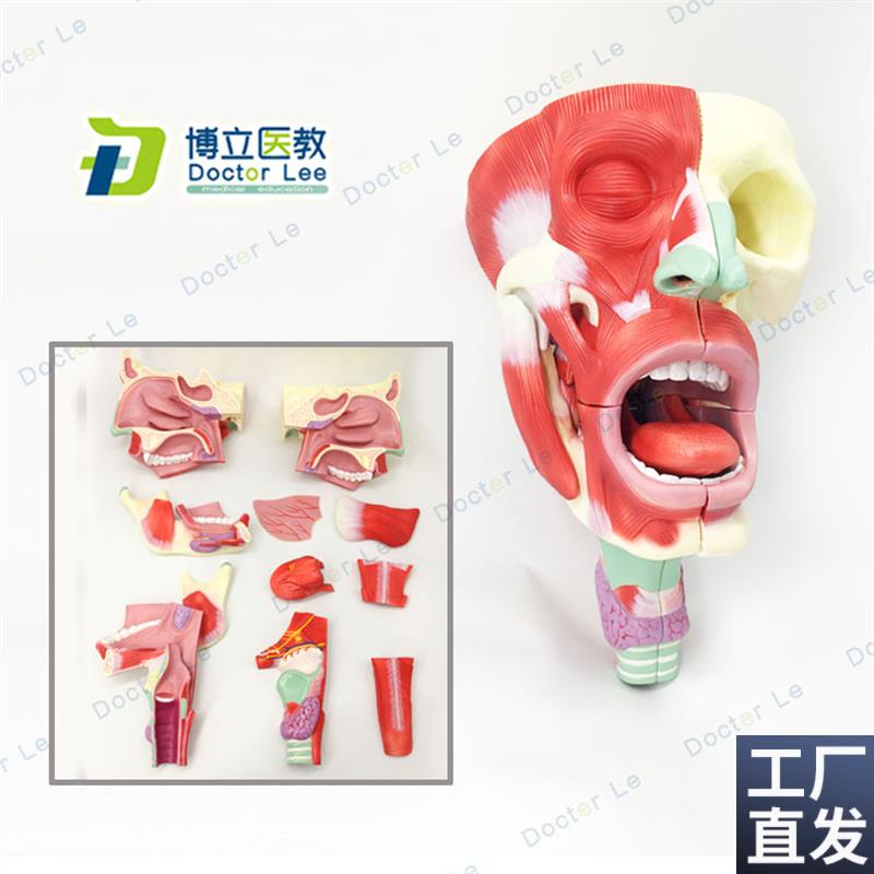 医用鼻口咽喉腔模型r头面部肌肉解剖模型鼻腔口腔模型咽喉