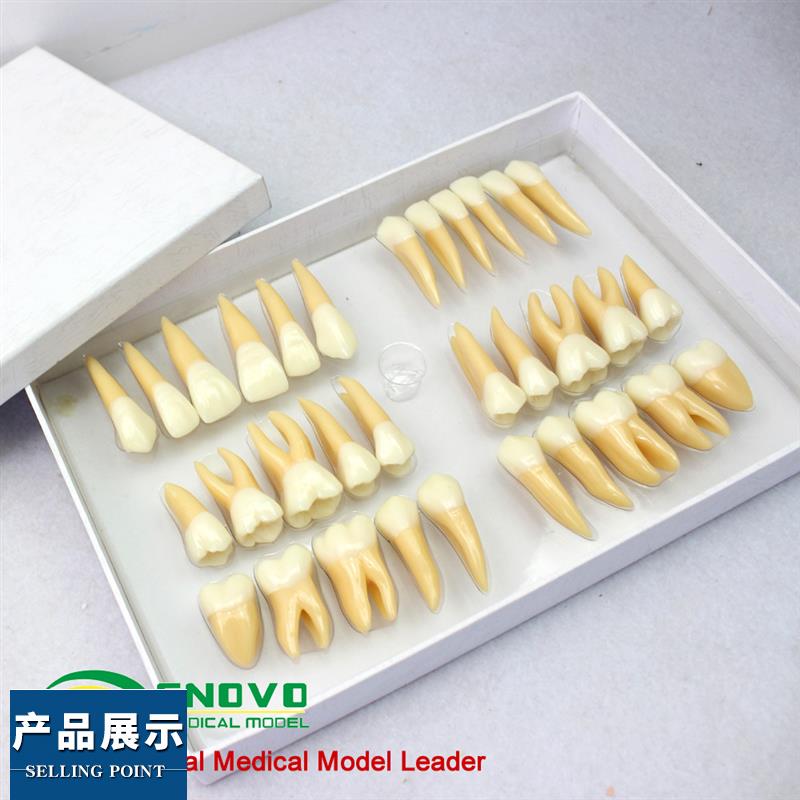 ENOVO颐诺2.m5倍牙体形态模型雕牙指导口腔齿科教具牙齿模型齿