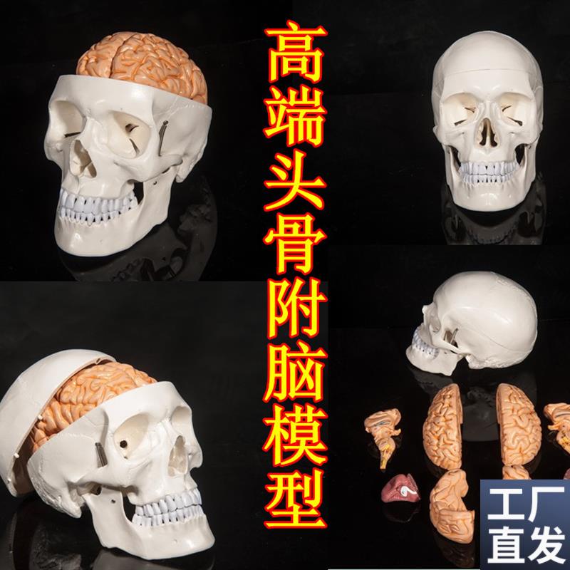 头骨附脑模型人体m头颅脑模型大脑头骨模型神经科医用颅脑模型