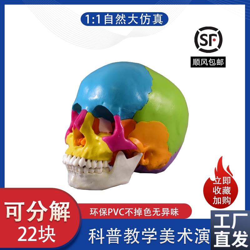 盼夕彩色头骨g模型头颅骨教学艺用口腔科教具人体玩具拆卸分解拼