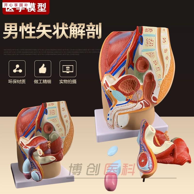 男性生殖系统模型矢状解剖面盆腔结构造妇产科U医学示教学模具盆