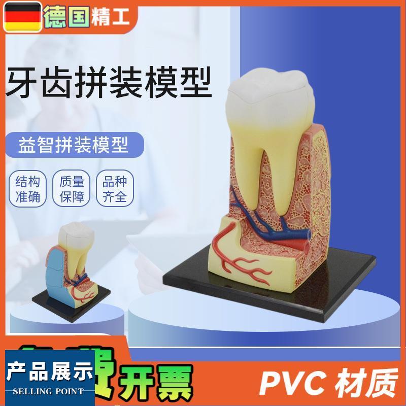 德国】拼装玩具人体牙齿拼装模型 器官解剖模型医学教学DIY科教