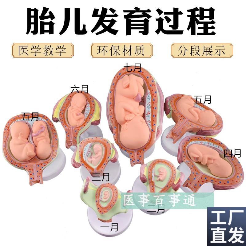 计划生育展示妊娠胚胎发育模型胎儿形成发育过程X模型生殖健康