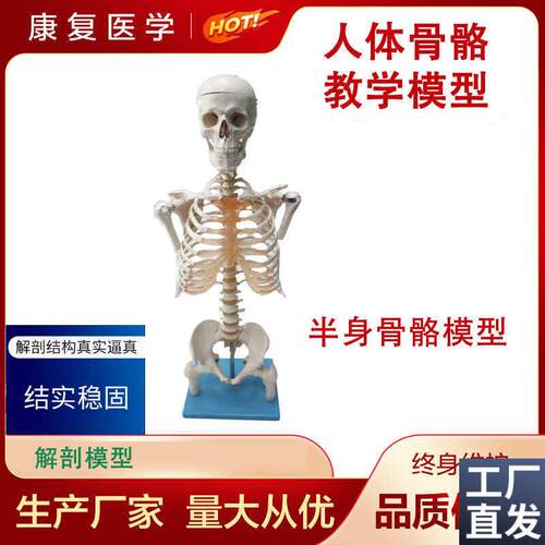 半身骨架人体模型成人骷髅教学D模型脊椎模型半身骨骼模型