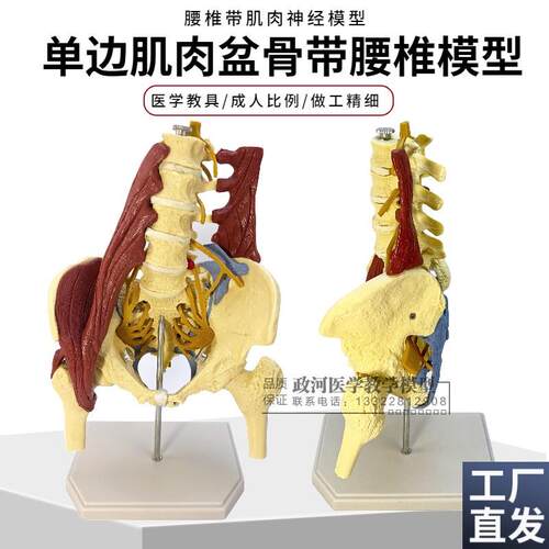 人体腰椎带骨盆肌肉模型盆骨腰间D盘突出产妇盆底肌修复演示教学