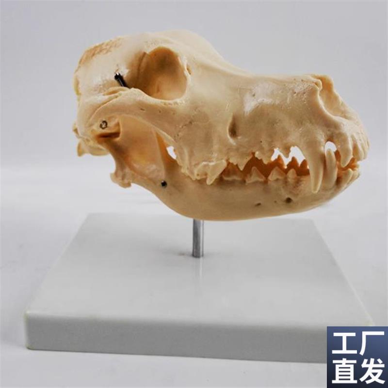 犬骨骼模型仿真h狗头骨牙齿动物骨架真实倒模宠物医院摆件标本骨
