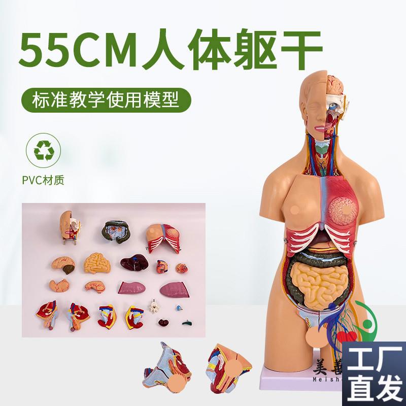 55CM人体器官身体结构解剖模型医用仿真全身内脏T拼装躯干解剖教