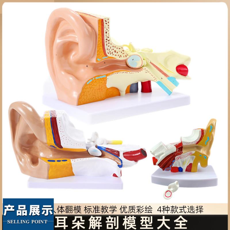 耳朵模型人耳解剖采耳教学培训耳鼻喉科教学展P示内耳结构医学模