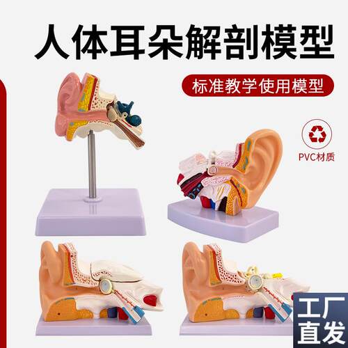 教学仿真人体耳解剖模型右u耳3部件耳朵耳蜗放大耳部解剖标本医学