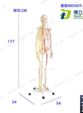 正品医学仿真1i70cm人体全身骨骼骷髅骨架带神经血管模型