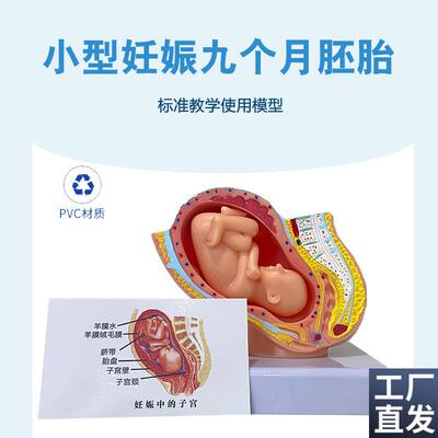 妊娠发育过程f小型胚胎模型9个月胚胎模型计生妊娠胎儿模型