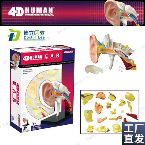 4DMaster人体耳p朵耳道解剖拼装模型1:1器官医学教具采耳立体模型