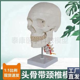 人体头骨模型颅骨结构口腔牙齿下颌骨枕骨颈Q椎血管神经素描医用