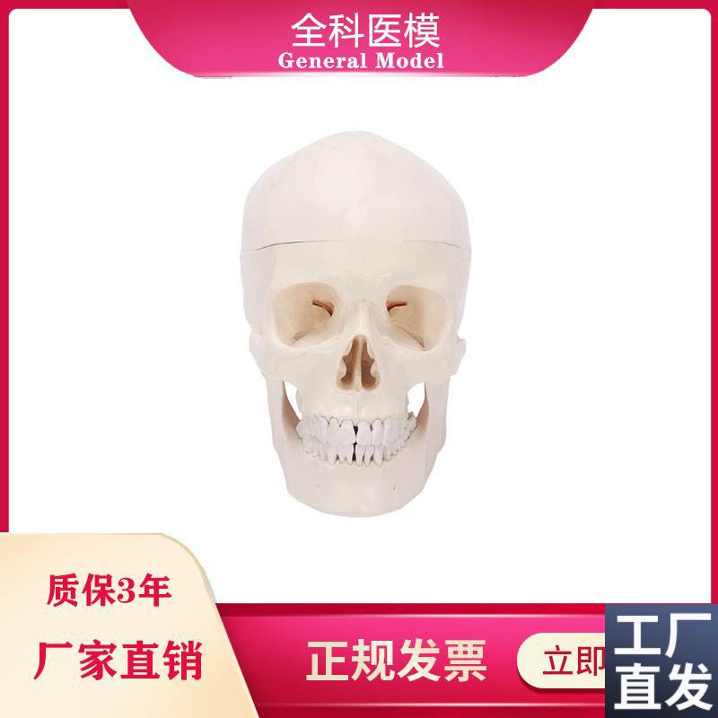 自然大头骨模型人体头颅骨标本z骨缝线解剖结构教学展示仿真骷髅