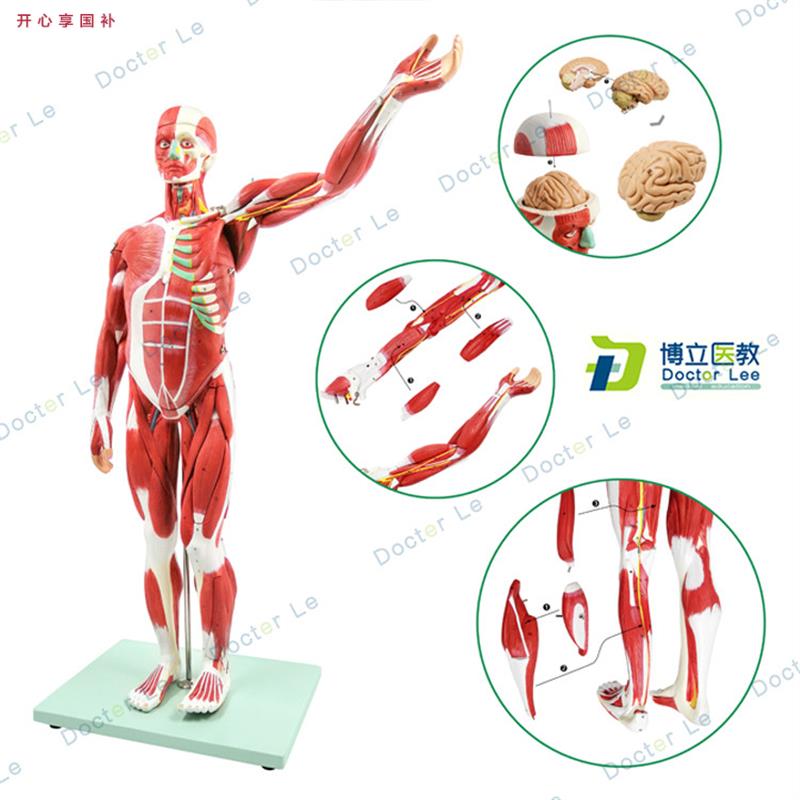 人体肌肉模型美术仿真骨骼肌肉组织解刨模型健身医w用教学模型