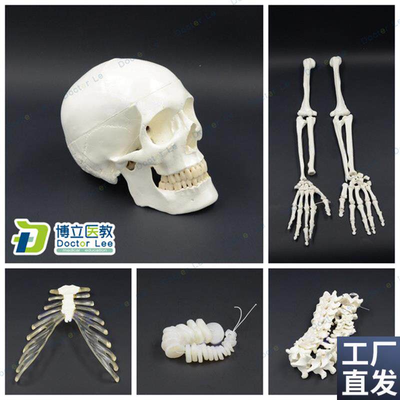 人体全身散骨模型170rCM真人仿真骨骼骨科骨架模型艺用正骨教学