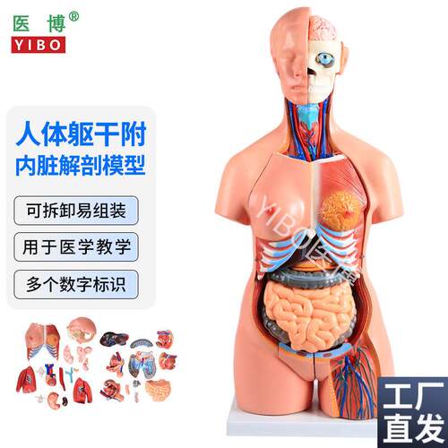 医博人体躯干解刨模型带内脏人体解肌肉消化系统刨模型人体解刨模