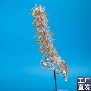 透明腰椎带尾骨椎间盘脊神经骶骨尾椎骨脊椎N脊柱教学角川现货特