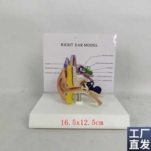 耳朵解剖模型i耳蜗鼓膜听小骨外耳道咽鼓管耳科耳鼻喉科教具