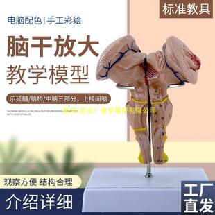 脑干放大模型脑干模型脑干解剖模型大脑模型脑动模X型脉大脑模型