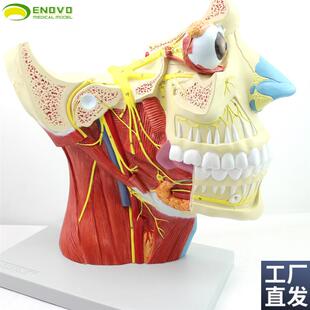 ENOVO颐诺h十二对颅神经系统解剖模型12对脑神经模型神经内科外科