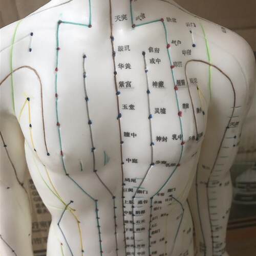 自然大人体针灸模型n178CM自然大人体针灸模型178CM