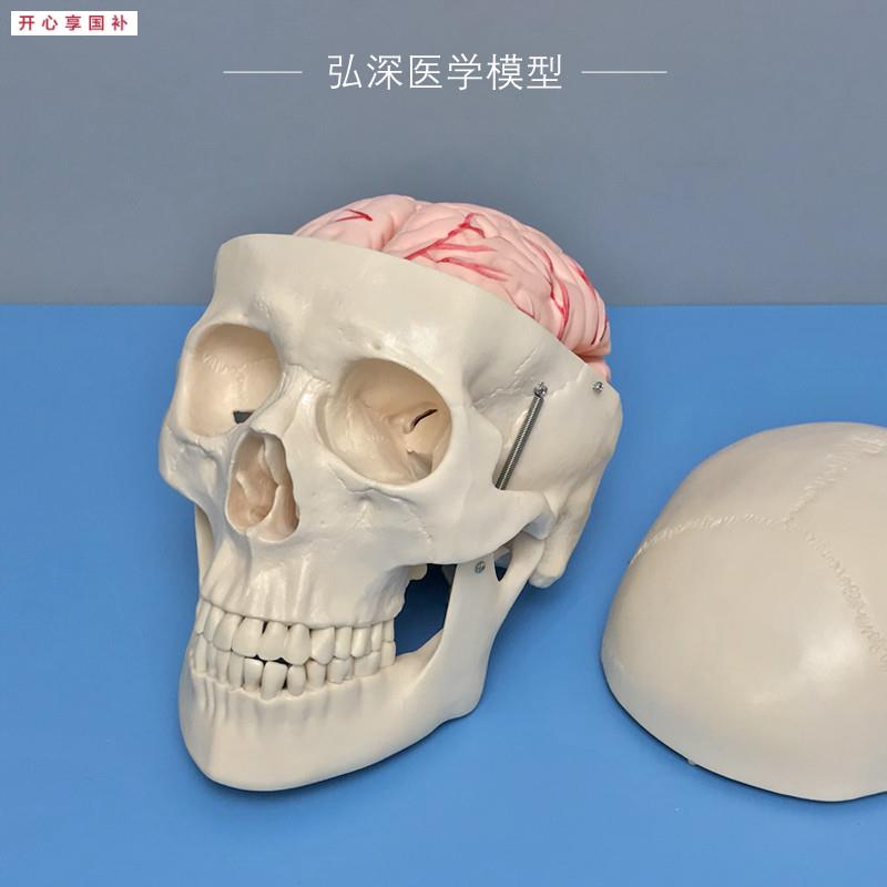 人体头颅骨模型附带大脑动脉血管骷髅头骨骼z解剖结构可拆8块教学