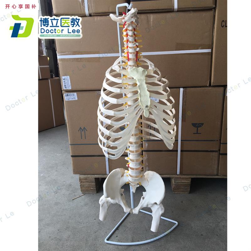BOLI品牌人体脊柱骨骼模型1:g1比例颈椎胸椎肋骨盆模型
