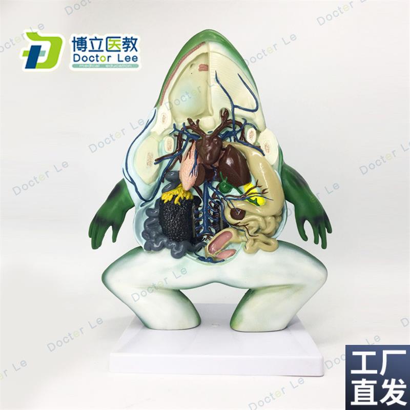 厂家直销仿真青j蛙放大解剖模型生物医学模型实验室用教学演示用