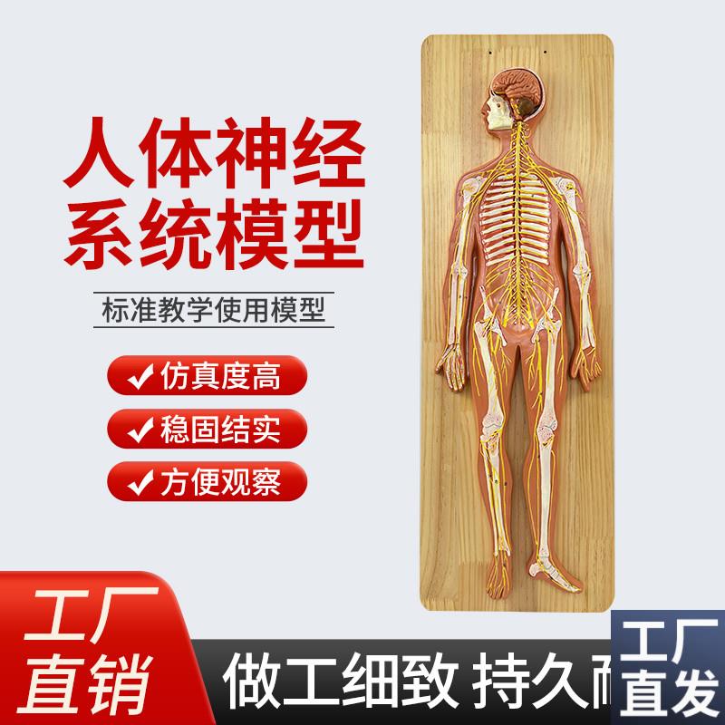 人体神经系统解j剖模型中枢神经脑脊髓周围脊神经骶丛坐骨神经