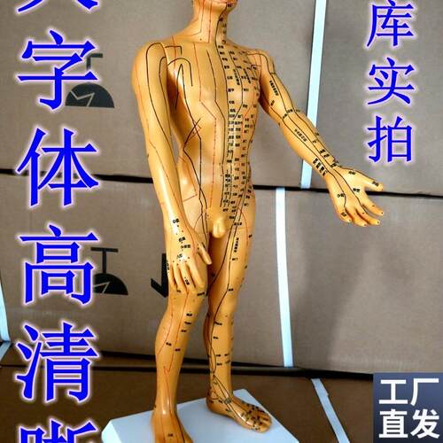 特卖刻字大字体超清晰人体经络针灸模型/穴位模型T(男/50CM)