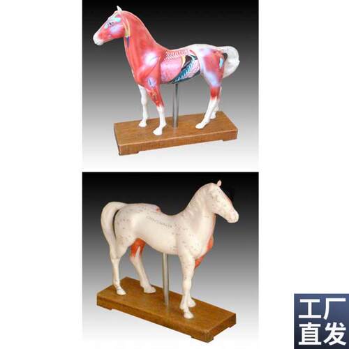 中医用马体d针灸模型教学经络穴位训练示教模具标本橡皮