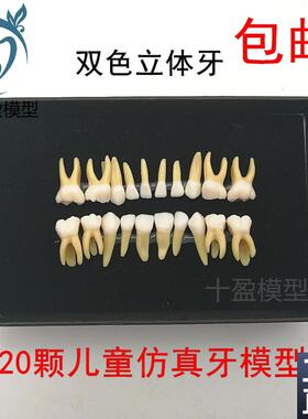 20颗双色乳牙有牙根开髓离体牙模型儿童全口标准牙齿模Y型M7020