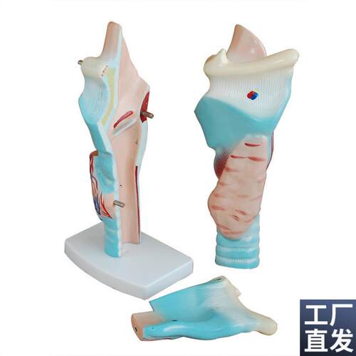 人体喉解剖模型喉头解剖模型C喉模型喉部血管甲状腺模型