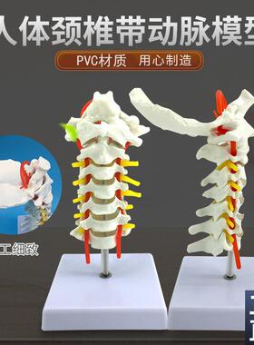 自然大人体颈椎带颈动脉后枕骨椎间盘G与神经骨科模型颈椎枕骨模