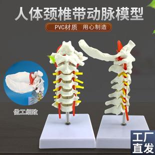 自然大人体颈椎带颈动脉后枕骨椎间盘G与神经骨科模型颈椎枕骨模